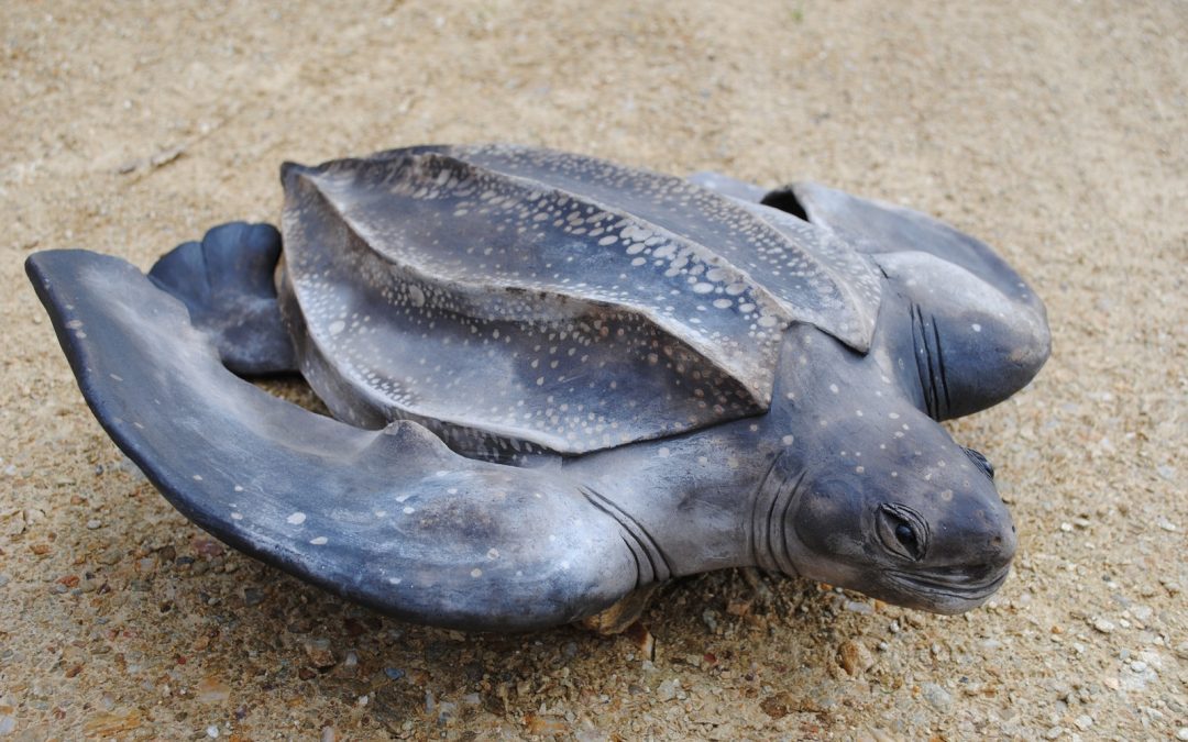 Tortue de Mer – Sculpture Céramique